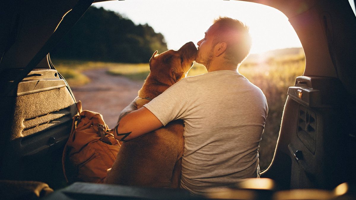 Cómo acostumbrar a tu perro a viajar en coche 