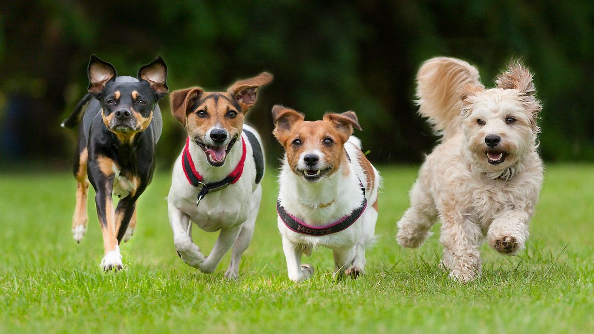 pueden los humanos convertirse en perros