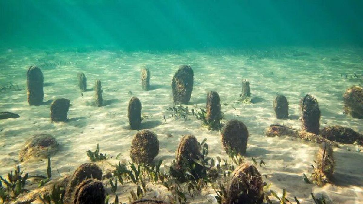 ¿Qué especies continúan estando en peligro de extinción en España en 2024?