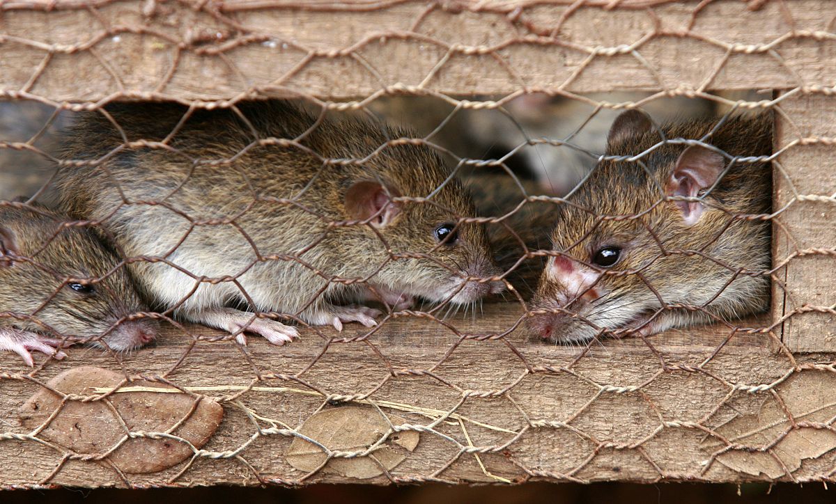 Un grupo de ratas