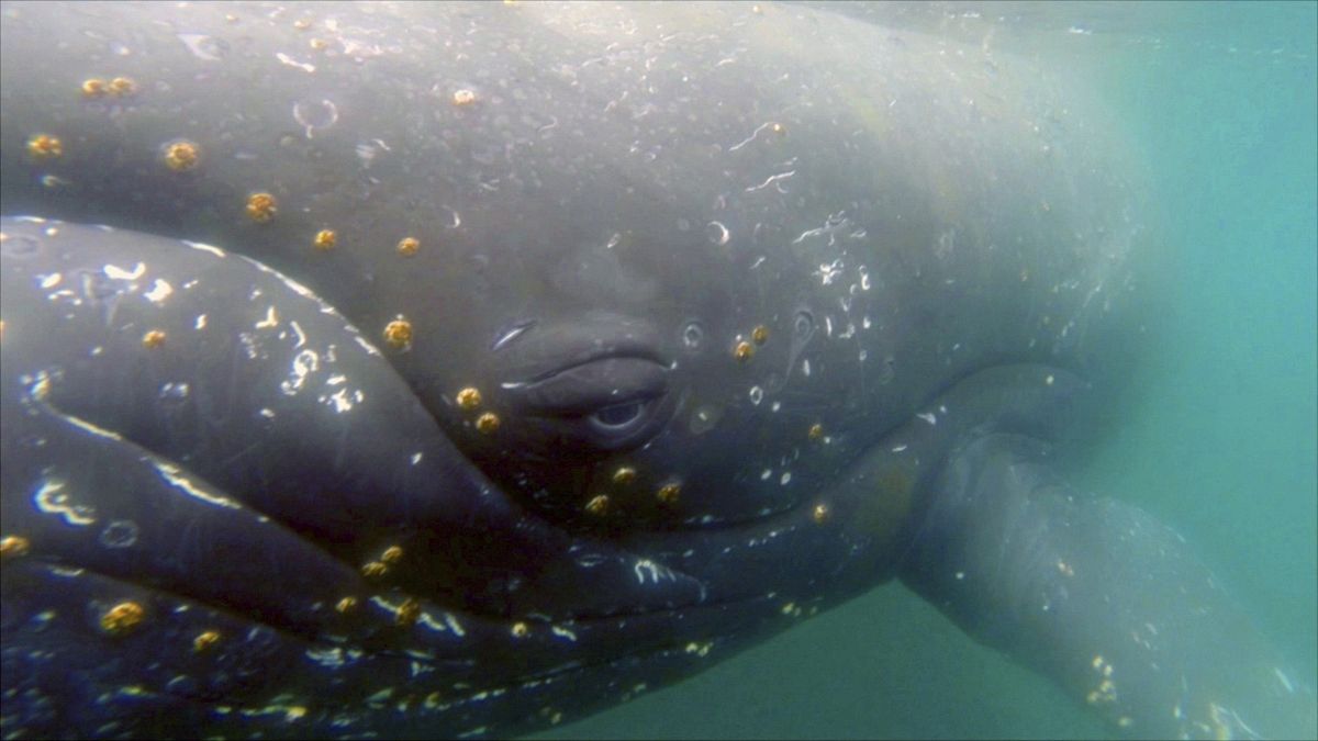 Imagen cercana de una ballena en la Antártida.