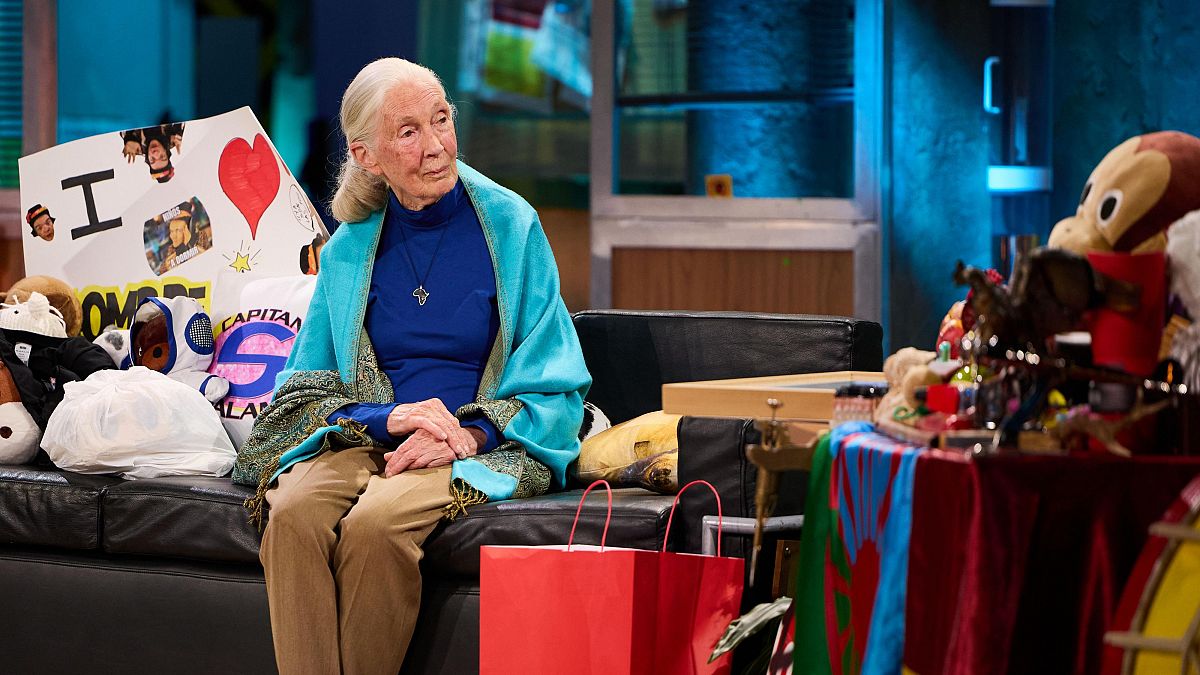 Jane Goodall: "Las peleas de chimpancés recuerdan a políticos"