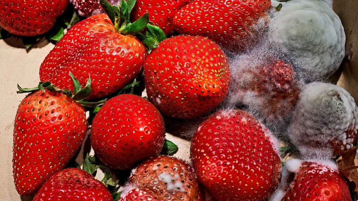 Fresas moho