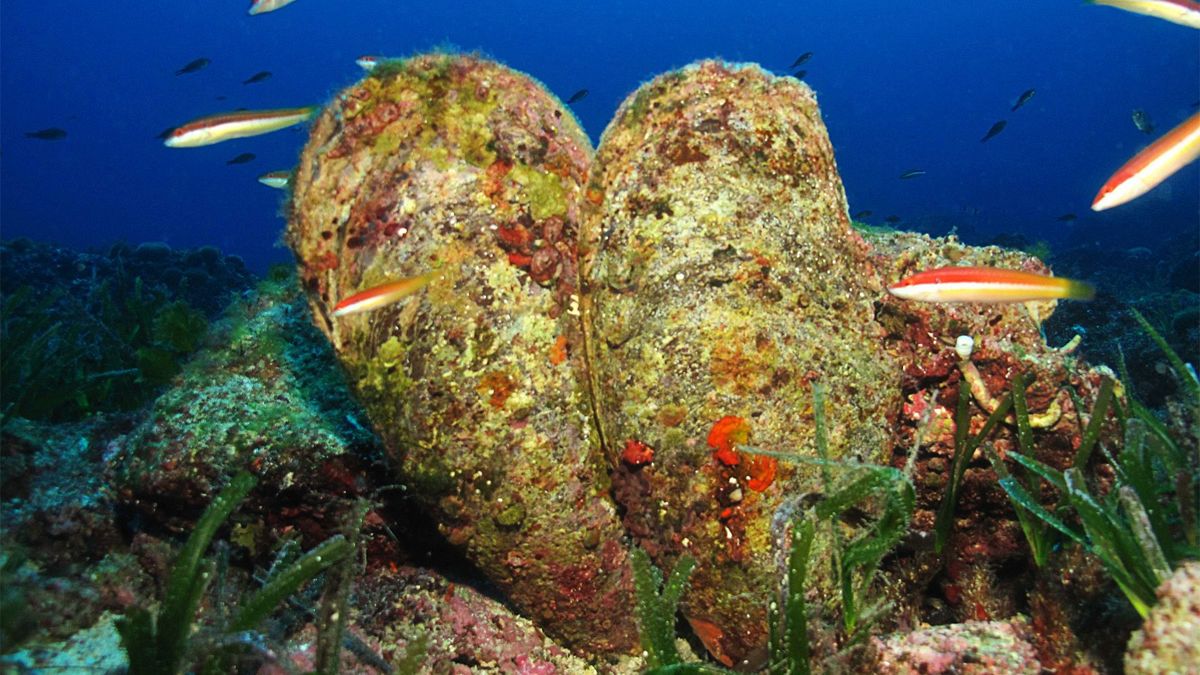 La nacra (Pinna nobilis) puede alcanzar 120 cm de longitud.