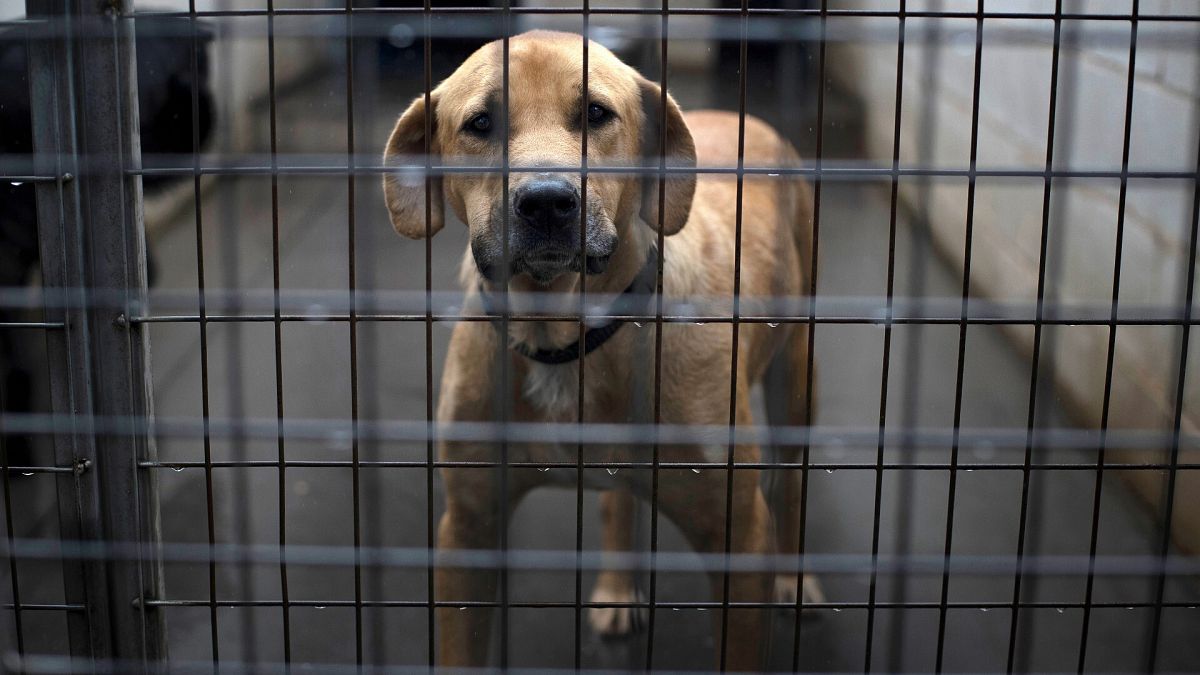 Un perro abandonado en una protectora