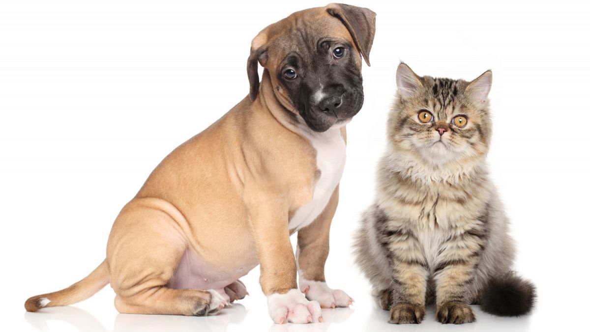 son los perros o los gatos más populares en europa