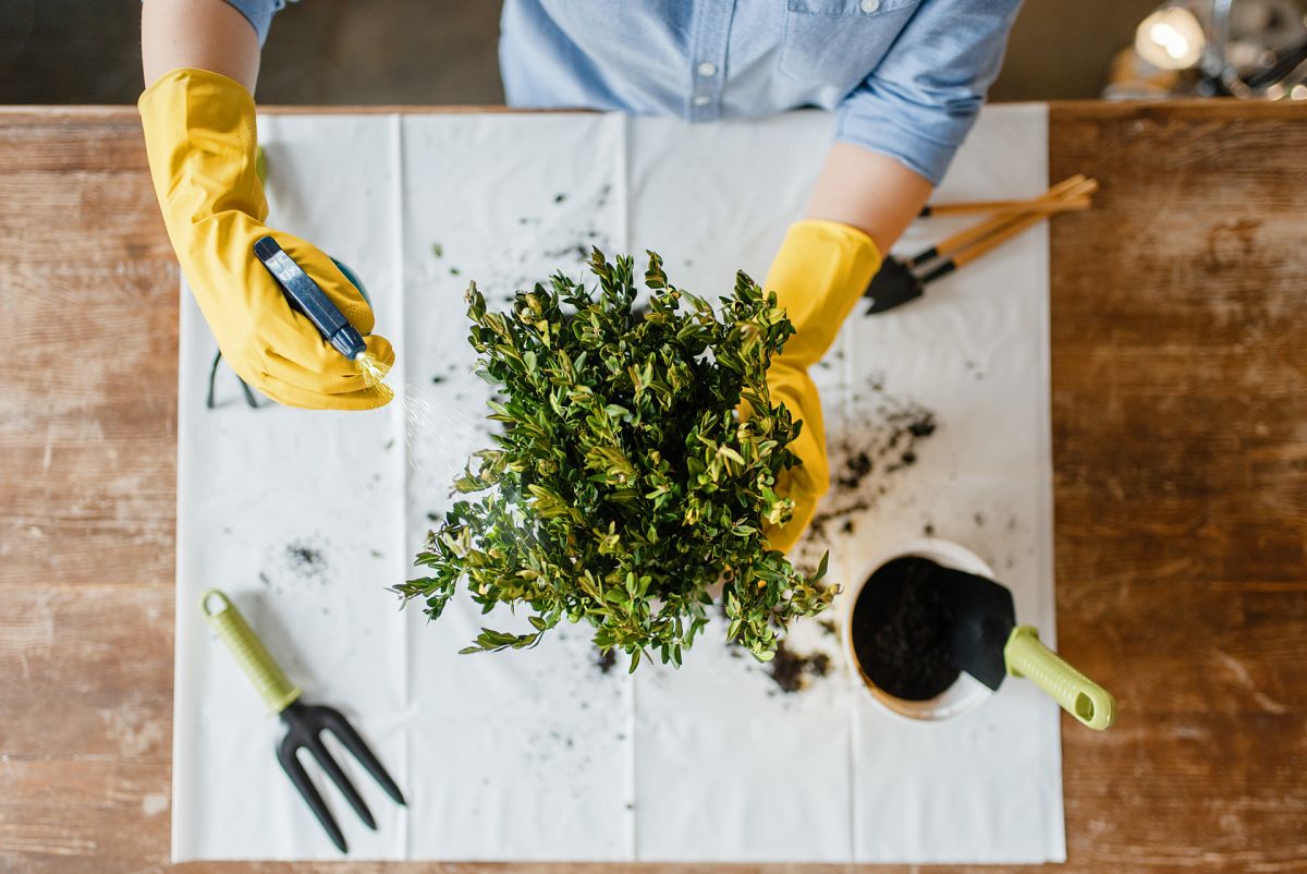 Plantas de interior: ¿cuál elegir?