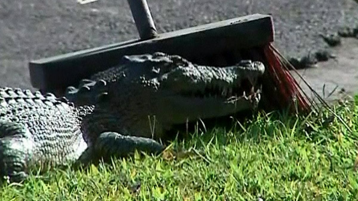 Capturan a un cocodrilo que salió de una alcantarilla en Cairns, Australia  