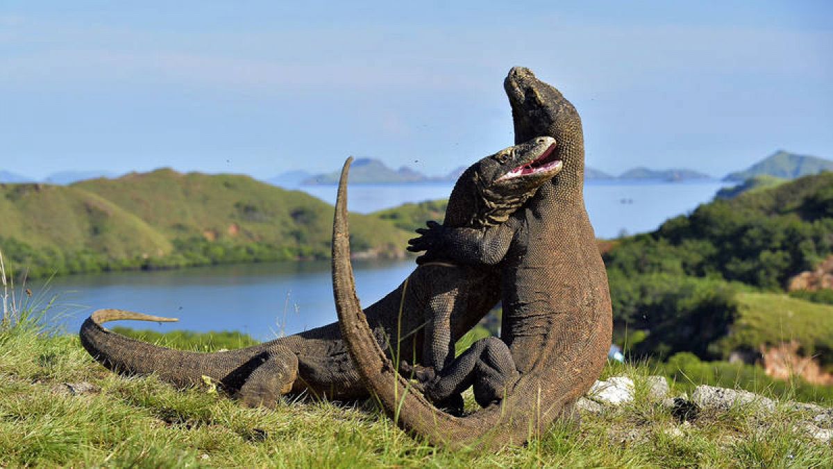 Científicos estadounidenses descifran el misterioso genoma del dragón de  Komodo 
