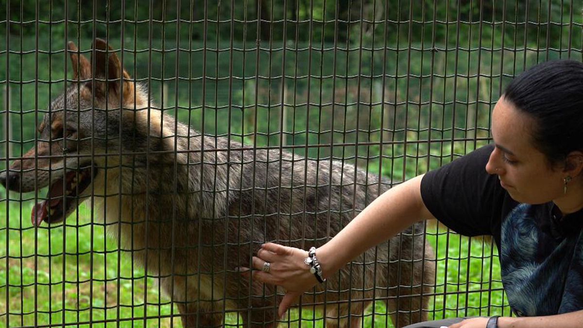 El escarabajo verde - De lobos y humanos - ver ahora