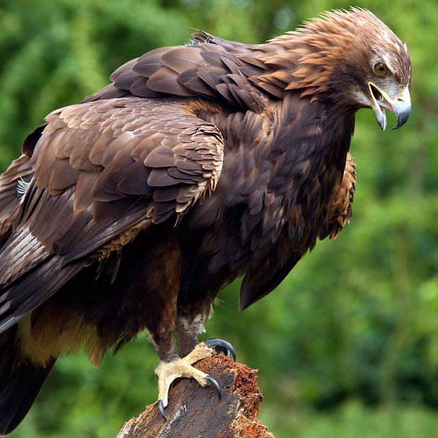 El águila imperial ibérica, un tesoro de nuestra fauna