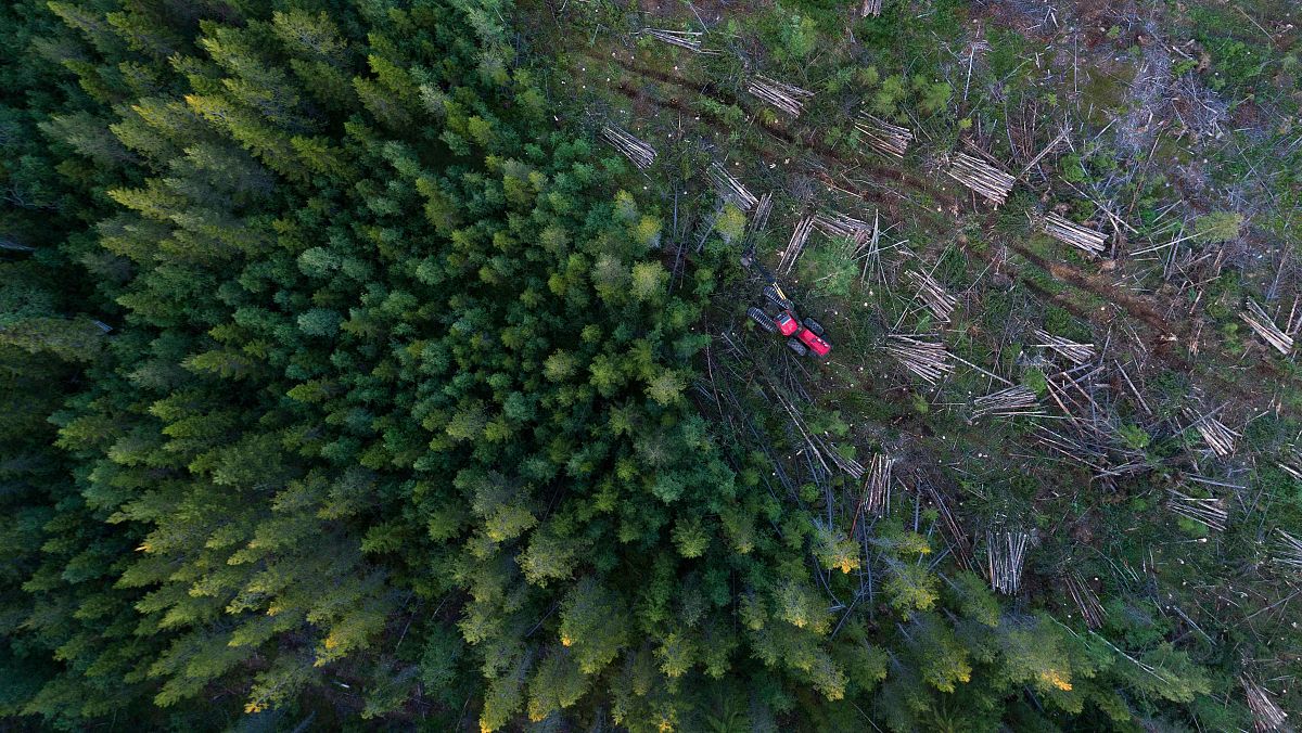 Alianza por la Sostenibilidad: Mercosur y la UE activan el Monitoreo de Deforestación en Tiempo Real Alianza por la Sostenibilidad: Mercosur y la UE activan el Monitoreo de Deforestación en Tiempo Real