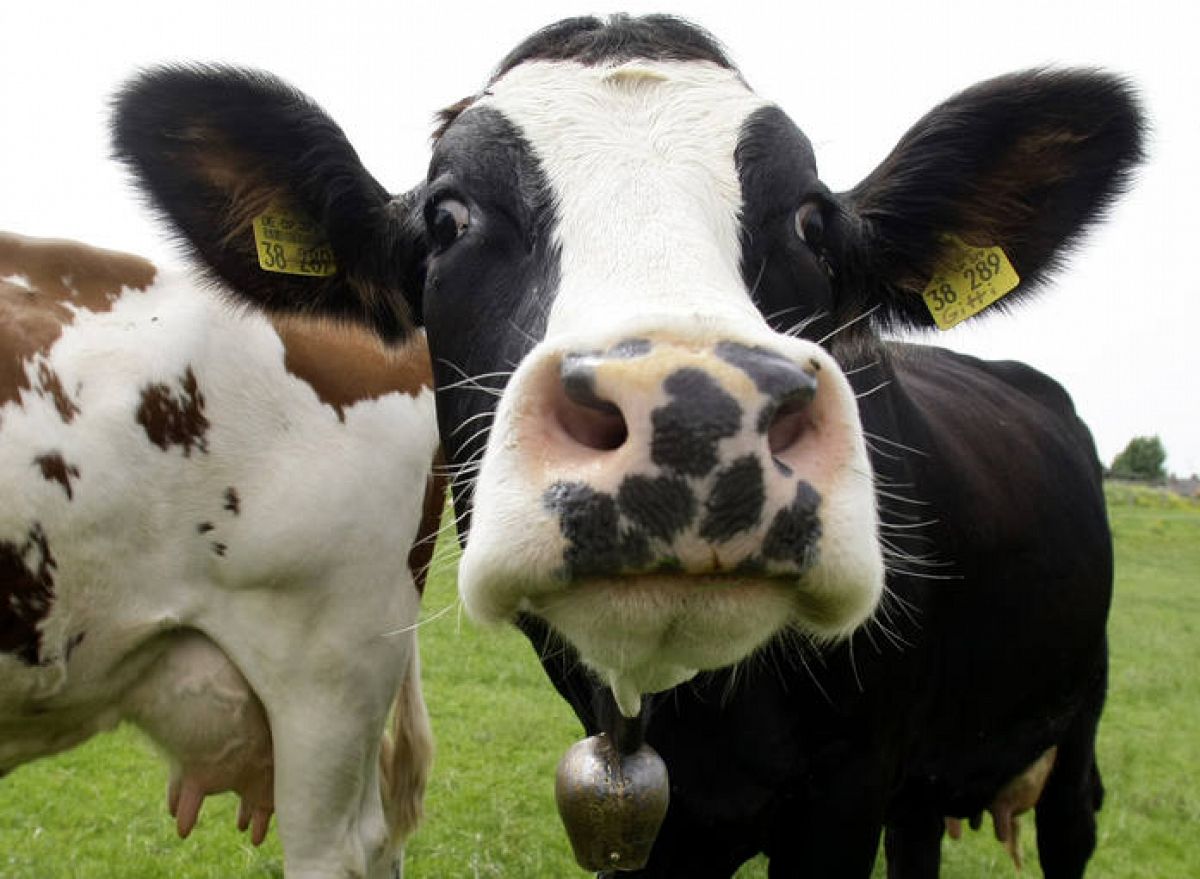 Cómo las vacas conquistaron el mundo (y de qué manera podrían destruirlo) -  RTVE.es
