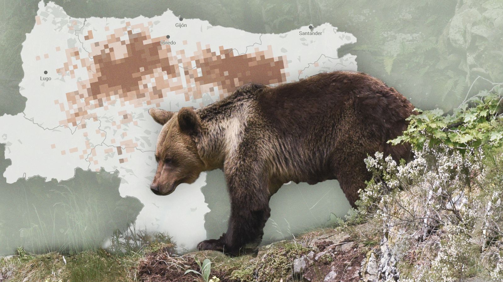 El milagro del oso pardo en España, el animal que se salvó de la extinción