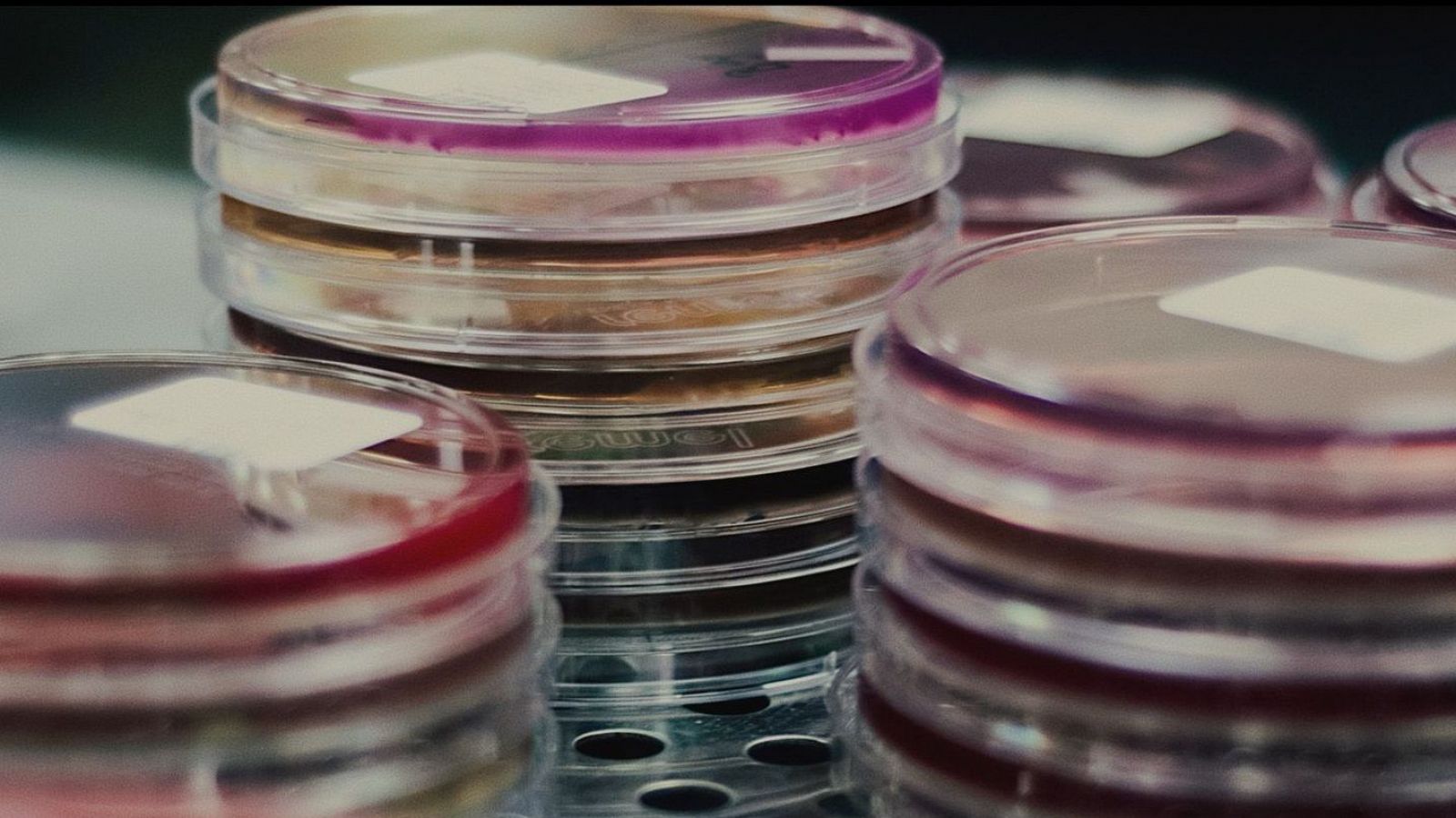 Cajas de Petri con muestras de bacterias resistentes a los antibióticos