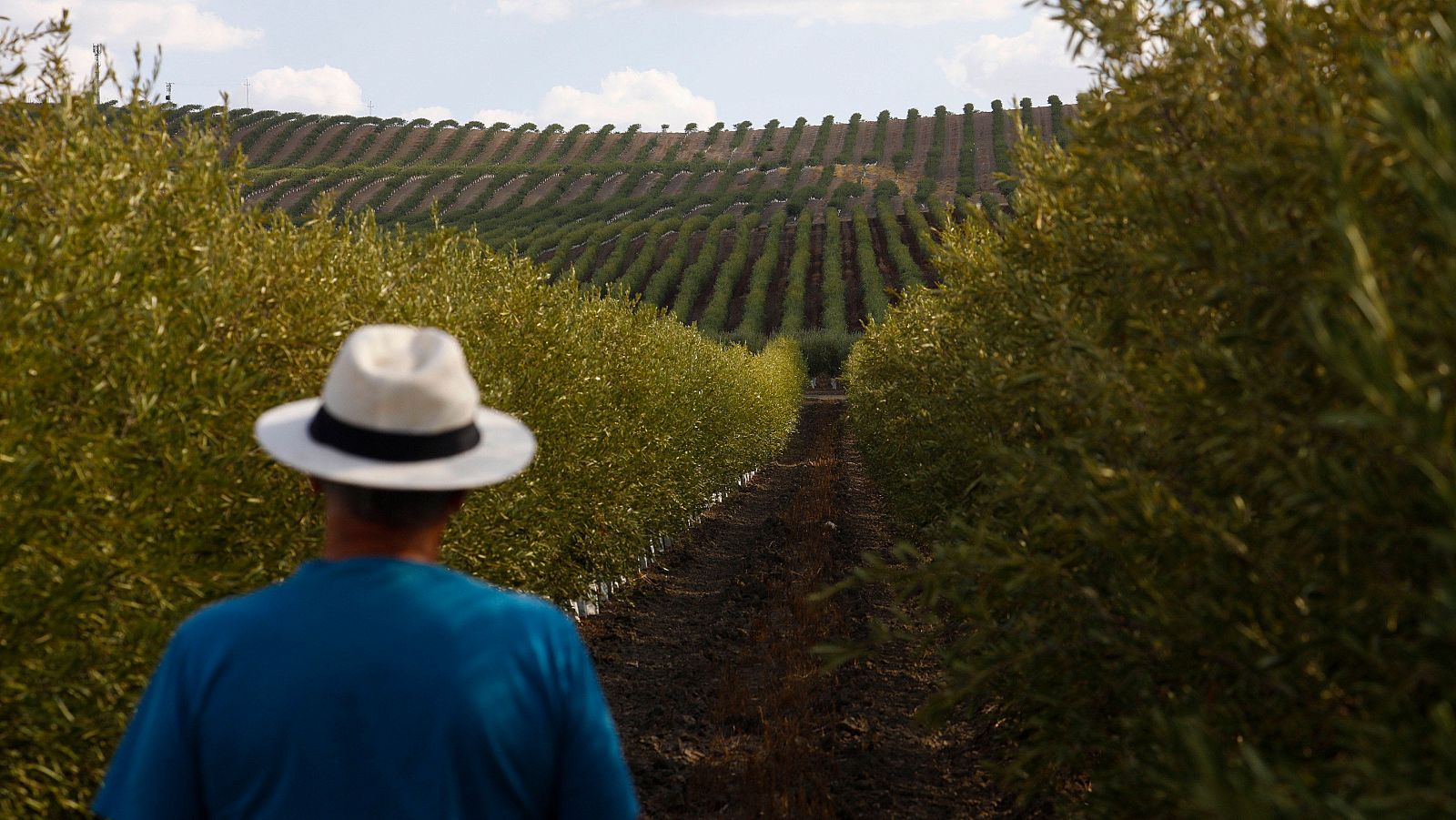 Cultivos tradicionalmente de secano como el olivo se reconvierten cada vez más al regadío