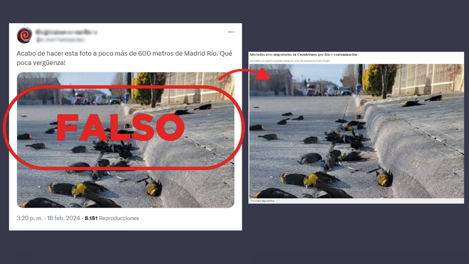 Mascletá en Madrid: Esta imagen de pájaros muertos ni es actual ni está captada en la capital