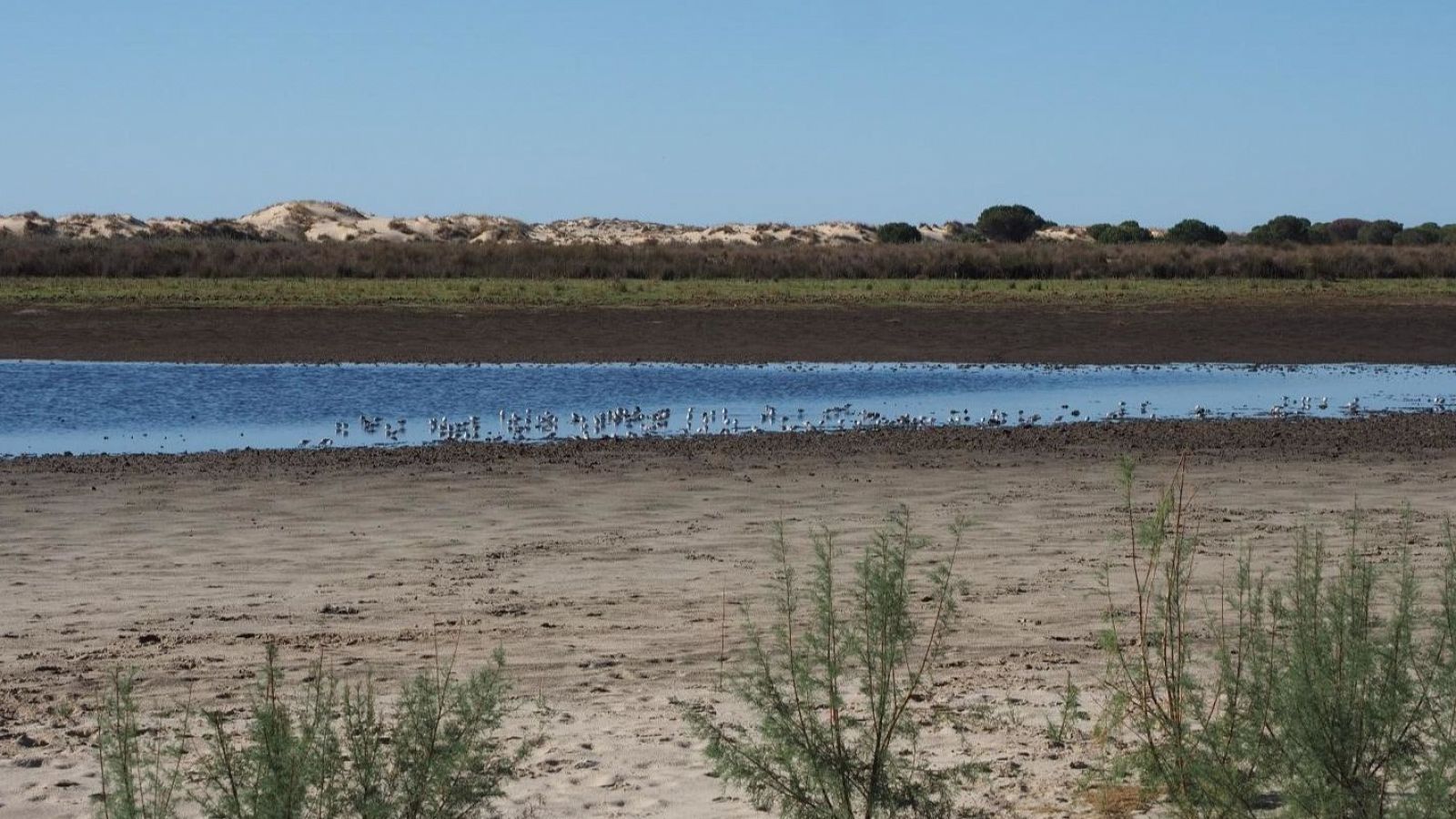 Aves descansando en la laguna de Santa Olalla de Doñana.