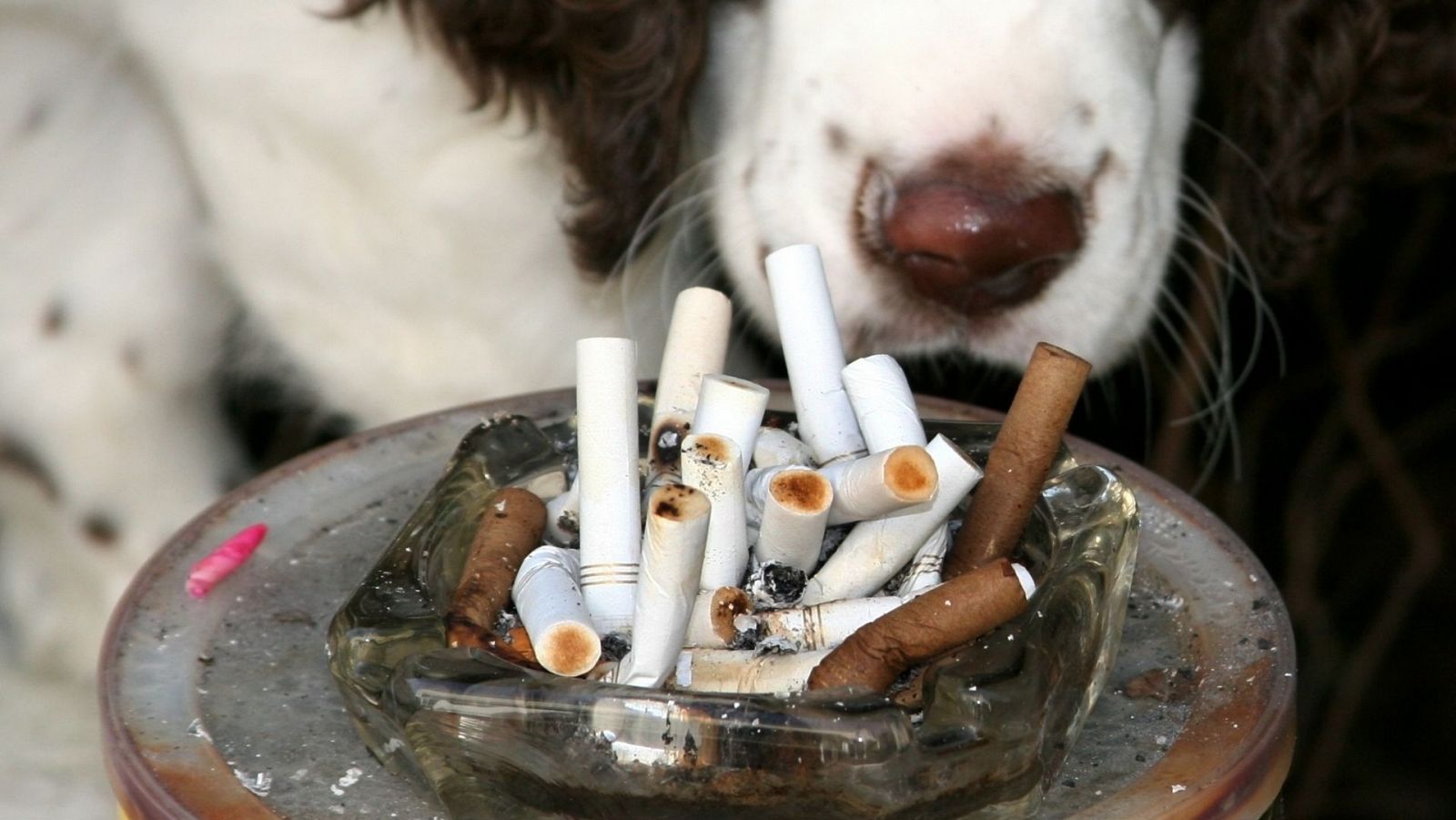 Perros y tabaco
