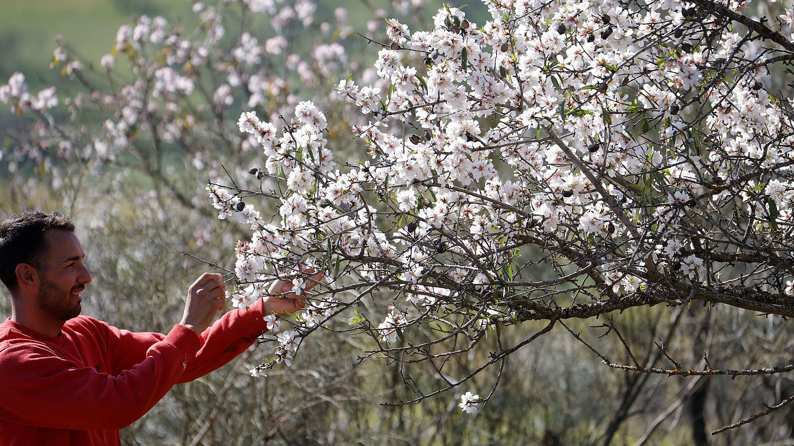 Los almendros han florecido inusualmente pronto por el calor, como este en Córdoba a principios de febrero