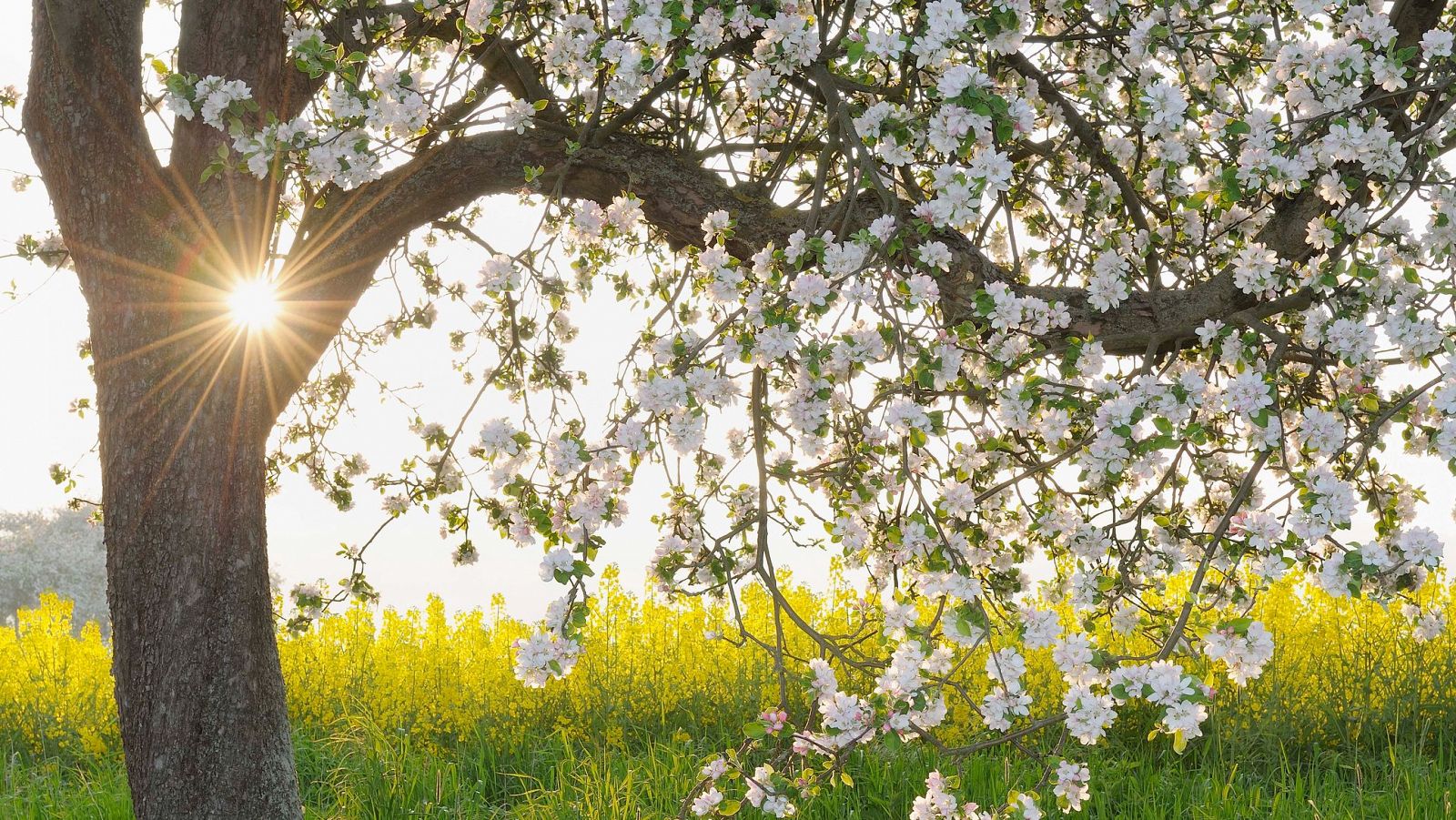¿Por qué los árboles frutales florecen en primavera?