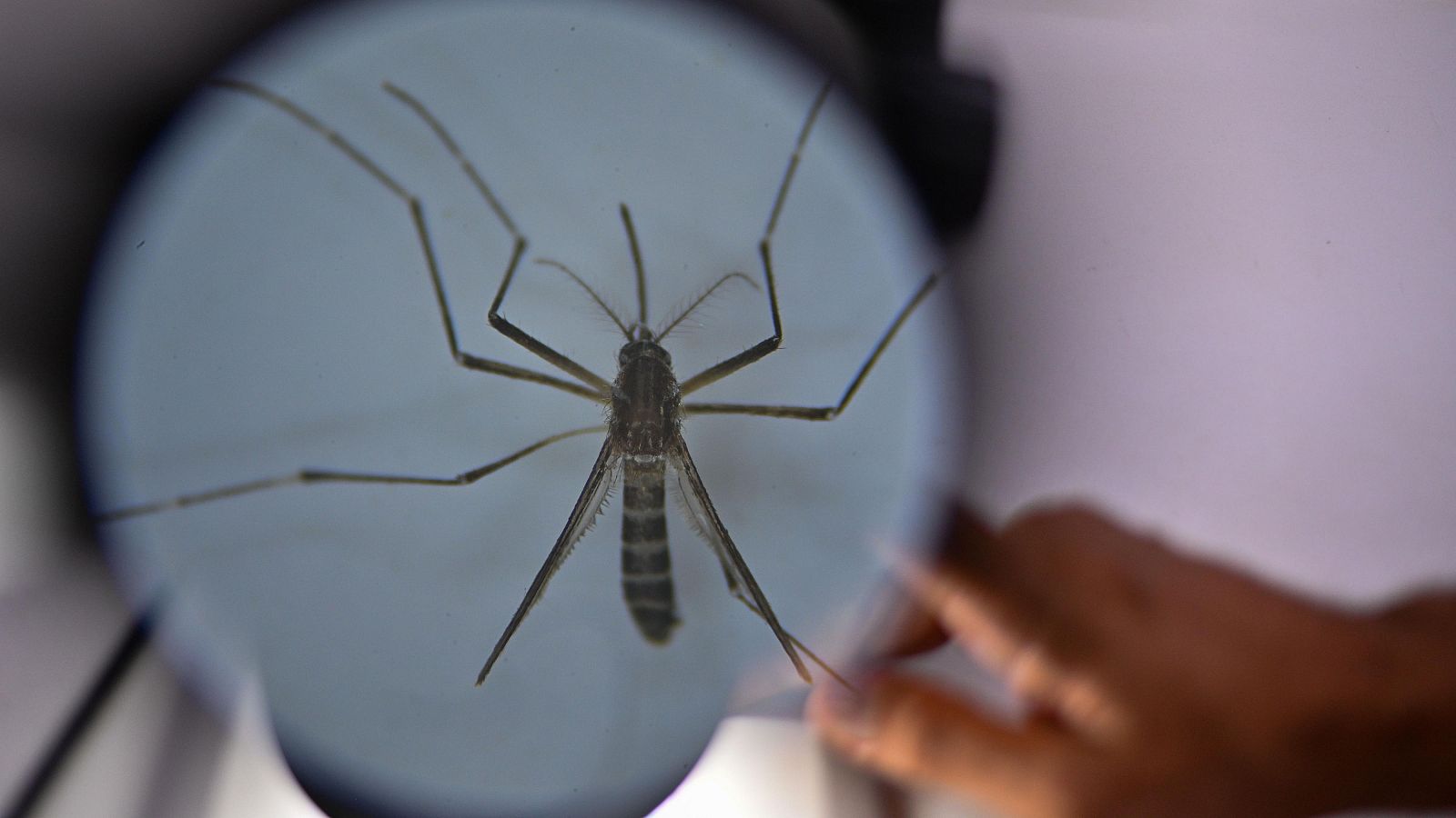 Fotografía del mosquito 'Aedes aegypti', responsable de transmitir el dengue, a través de un microscopio