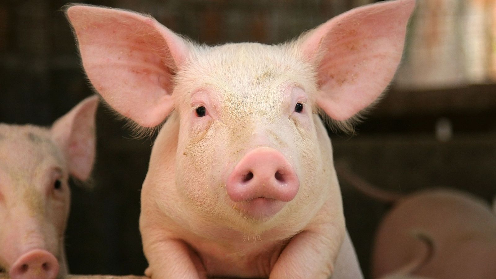 Cerdos para xenotrasplantes. Cerdos para xenotrasplantes.