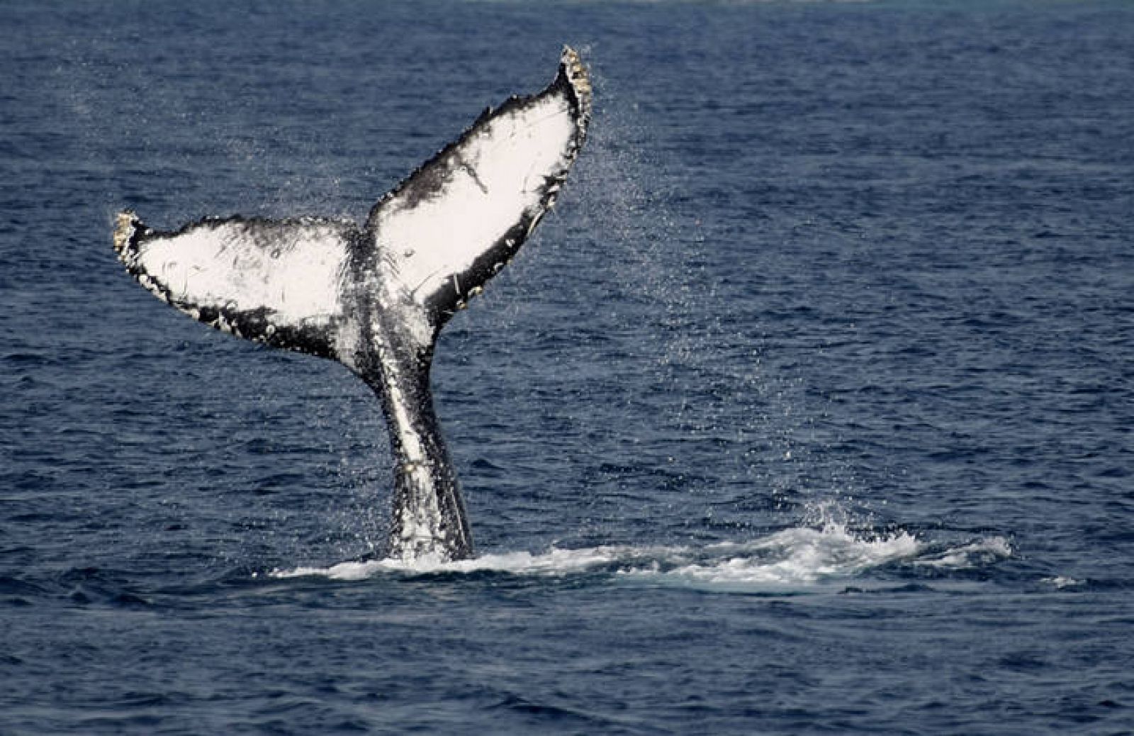 Una ballena sale a la superficie en Okinawa, Japón, uno de los países que permite la caza de ballenas
