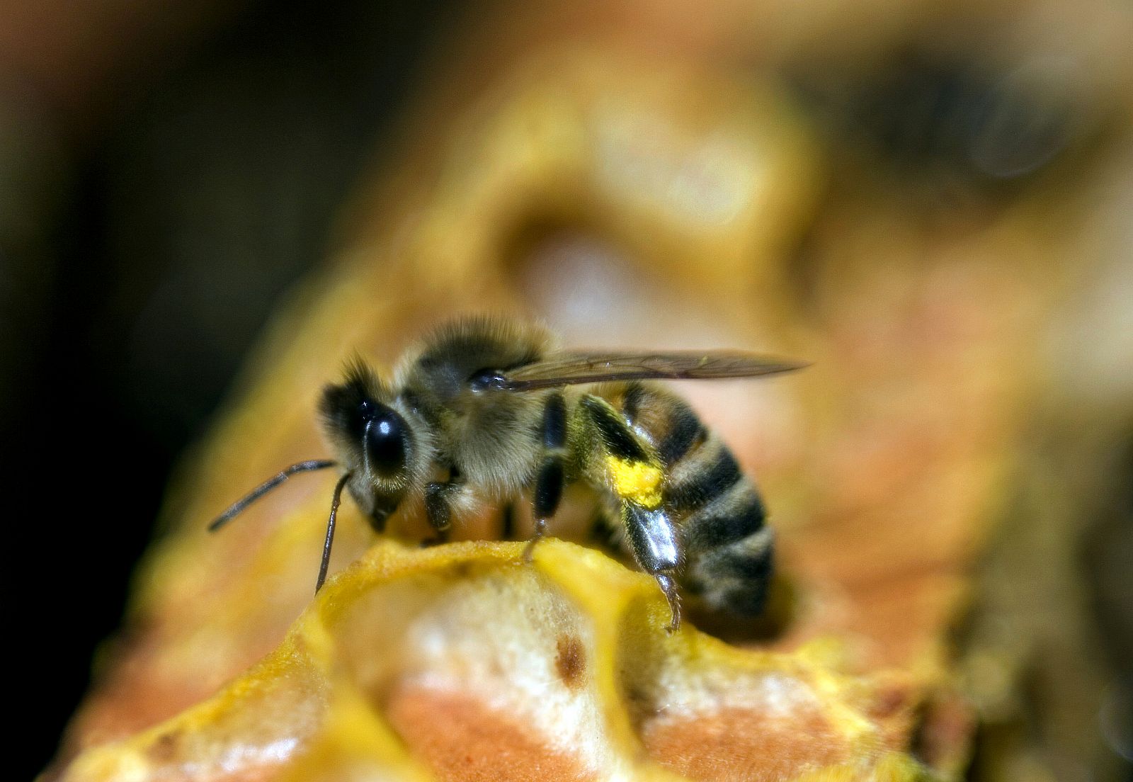 Una abeja descansa en una colmena