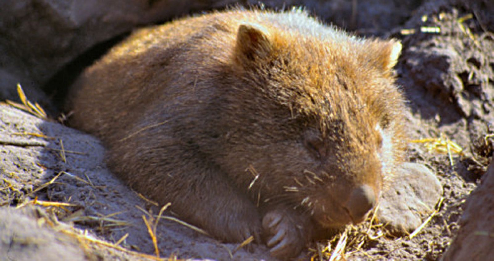 Un wombat duerme en el zoo de Melbourne (Australia).