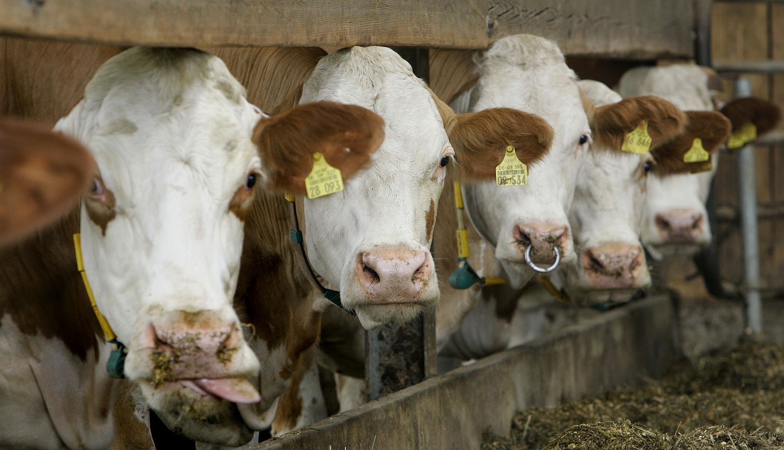 Reducir el número de vacas mejorará el medio ambiente. Sus excrementos producen metano, uno de los gases invernadero.