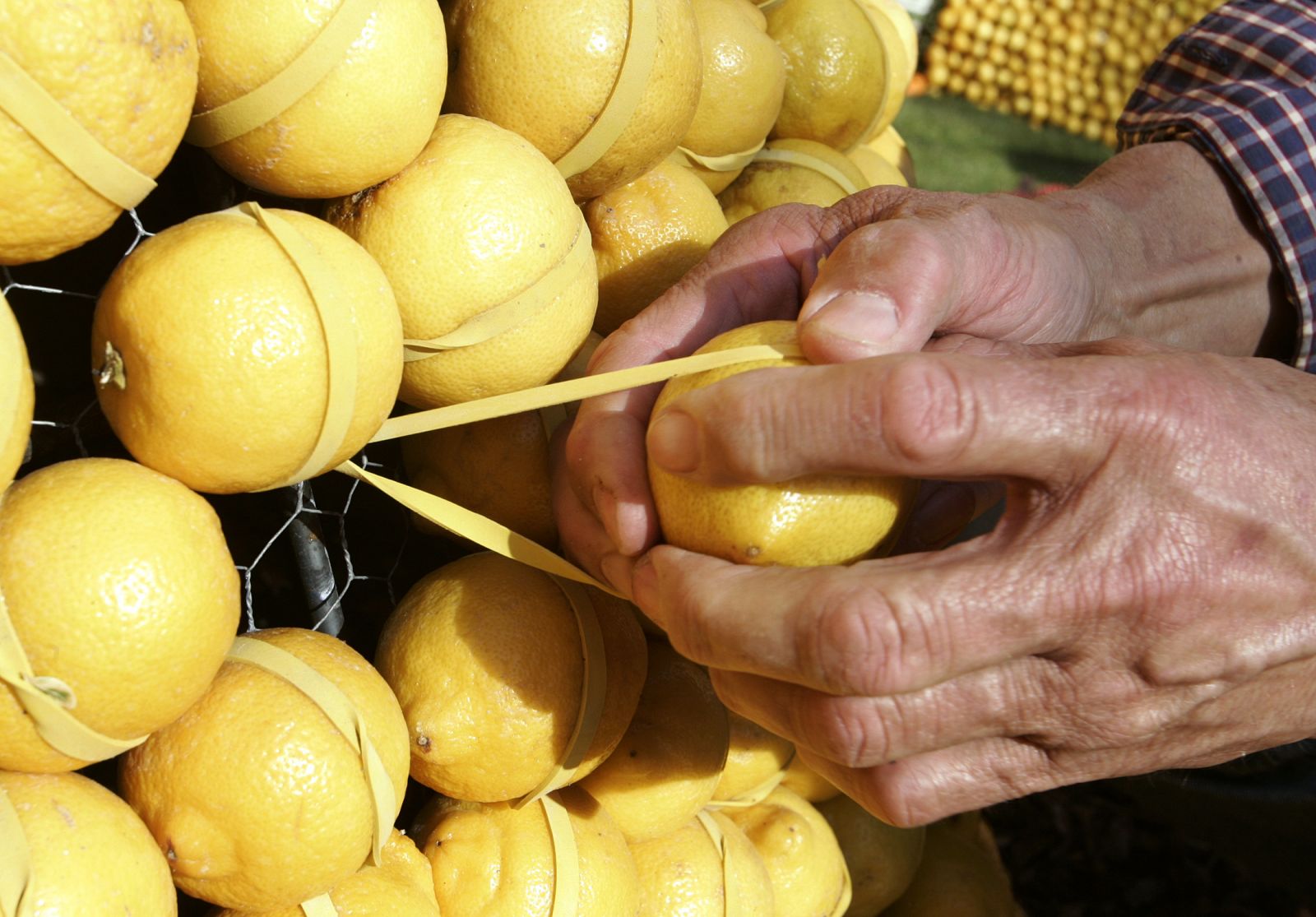 Los limones han aumentado su precio en un 63,73% en el último año