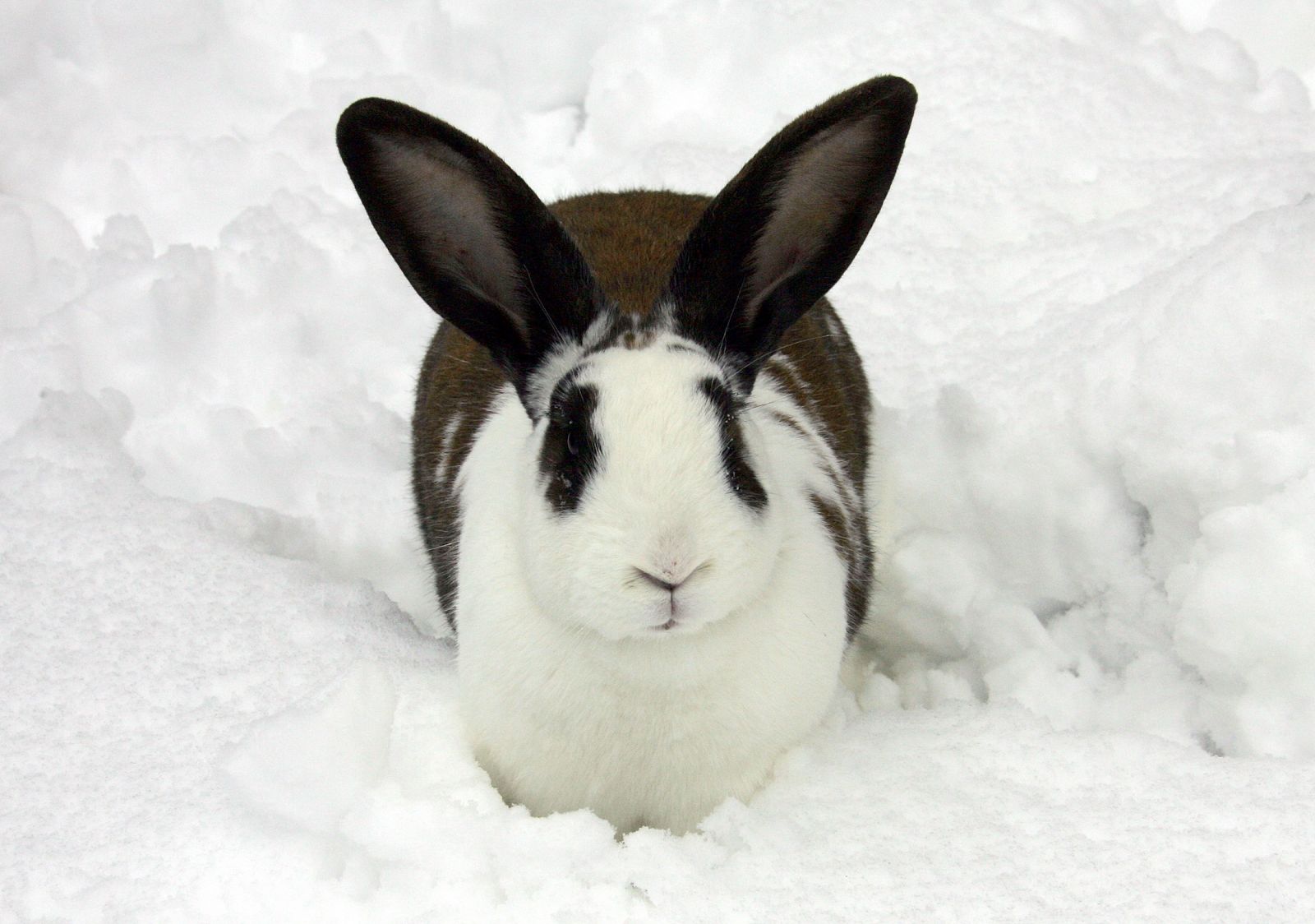 Un conejo sentado en la nieve del suelo de una granja de la localidad alemana en Eschenz.