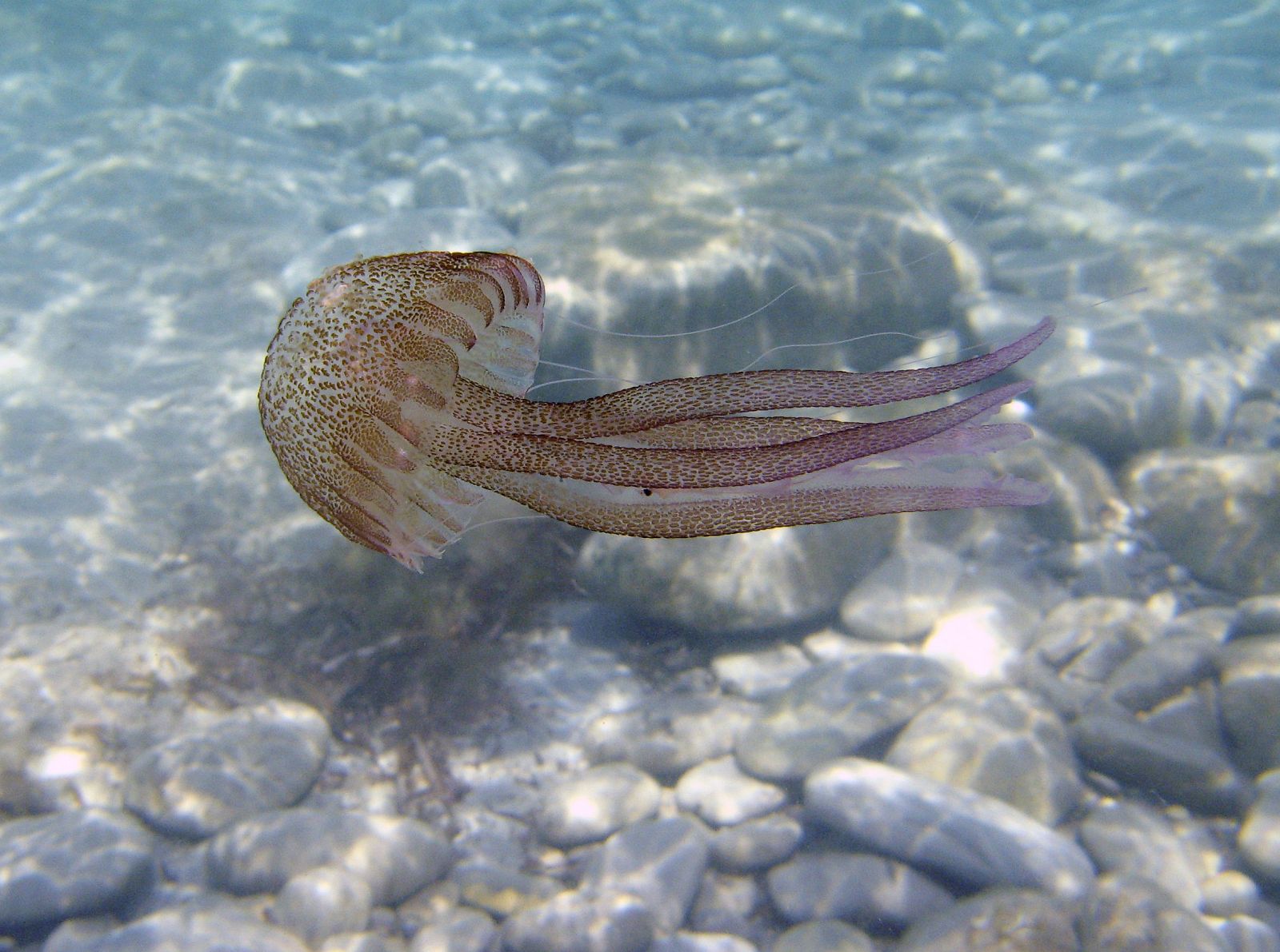 Una medusa flota en el Mediterráneo en la isla de Mallorca