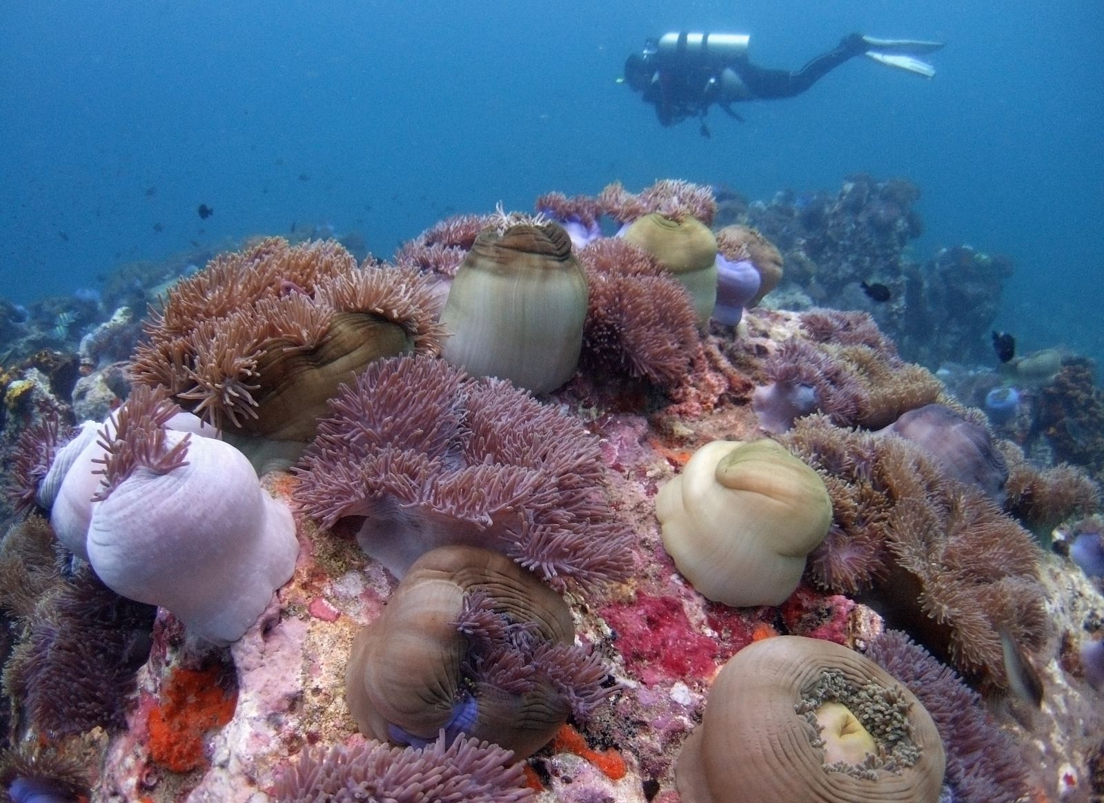 Un submarinista nada sobre un manto de corales junto a las aguas de la isla malaya de Tioman, en el mar de China del Sur.