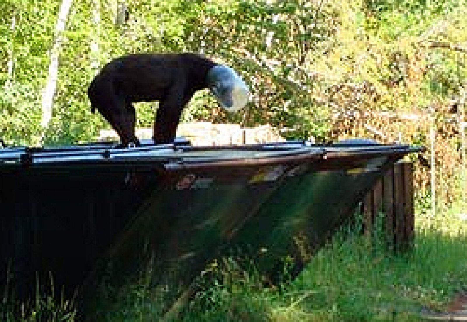 Imagen de la CNN de un oso que quedó atrapado en un tarro en Estados Unidos