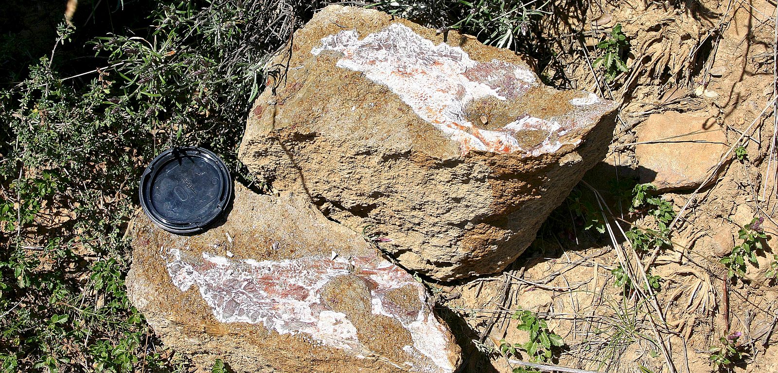 Fósil del cráneo de un cocodrilo que investigadores de la Universidad de Zaragoza han descubierto en el yacimiento de Arén, en Huesca.