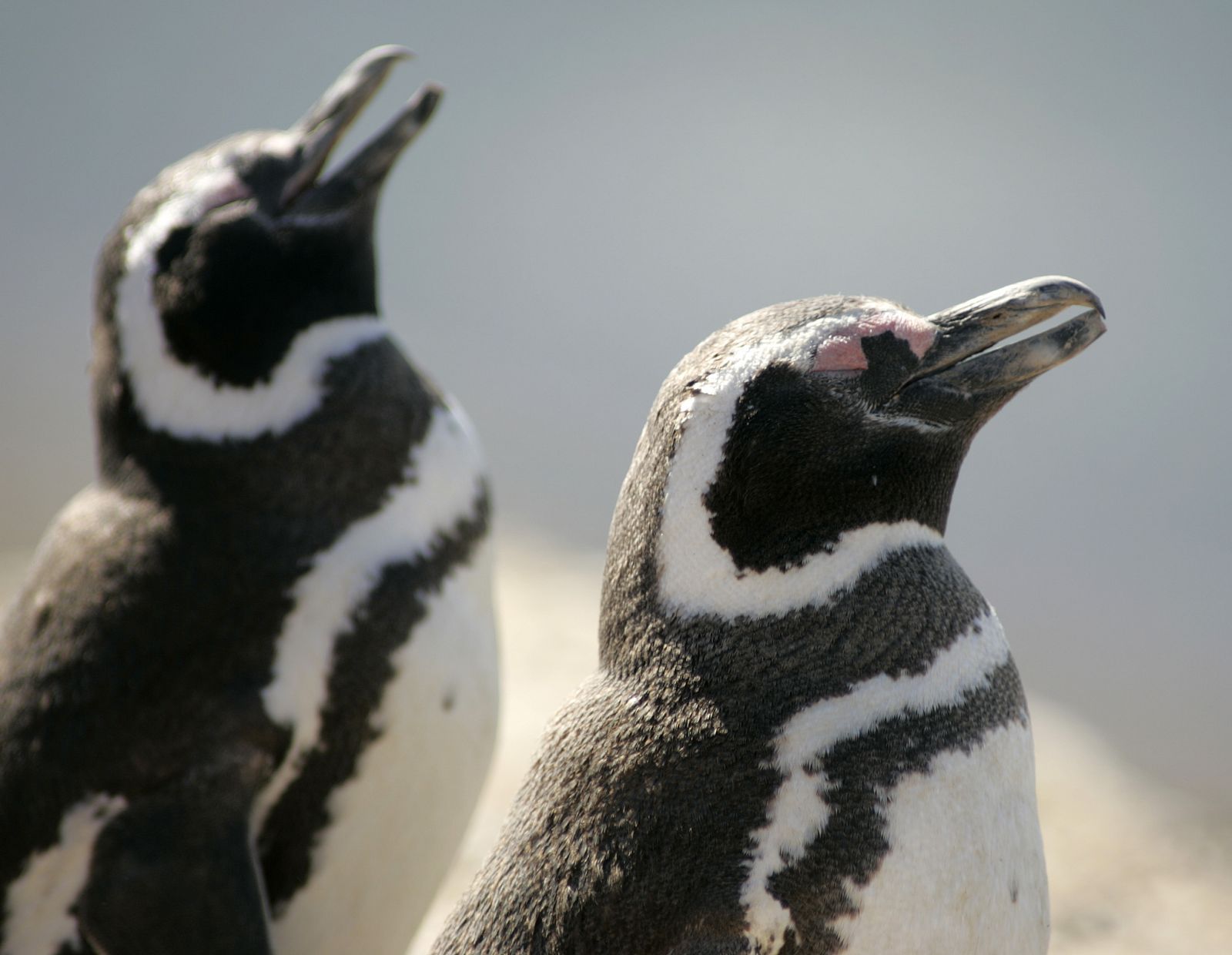 Pingüinos en la Patagonia