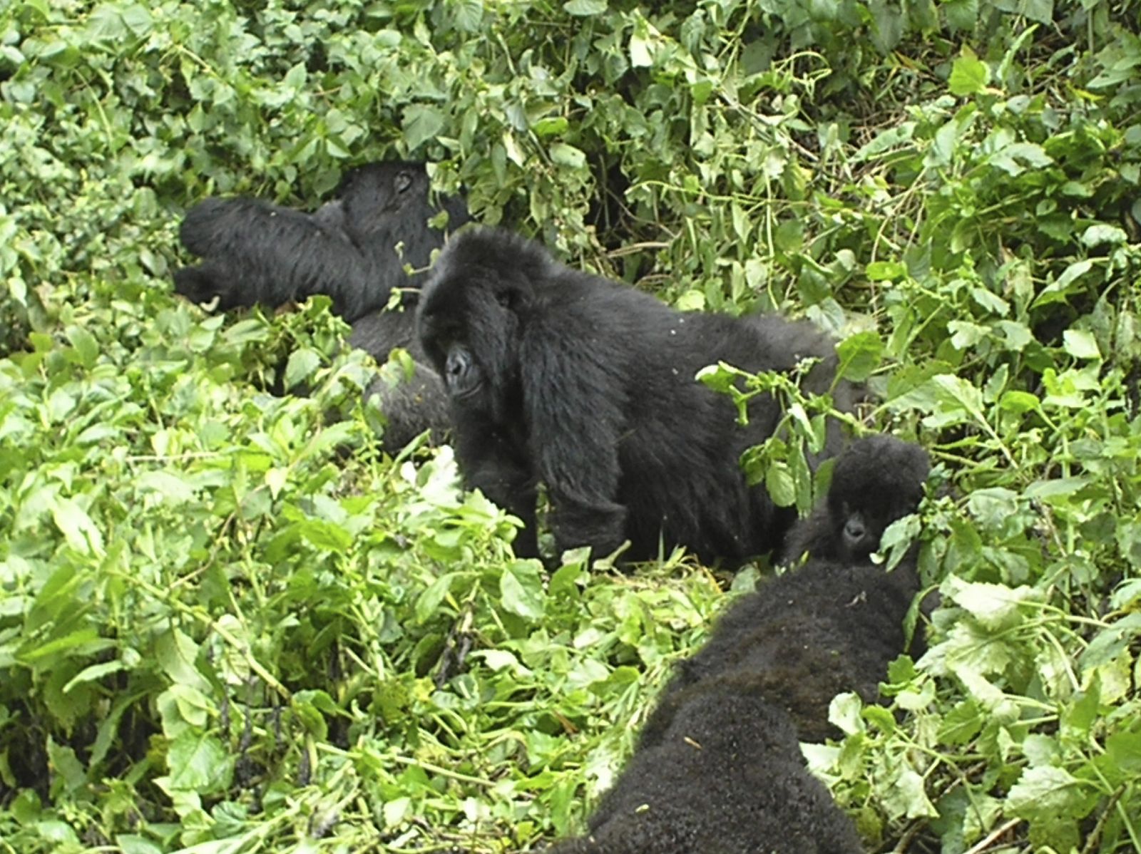 Una familia de gorilas de las montañas, en su hábitat natural entre las fronteras de Ruanda, Uganda y el Congo.