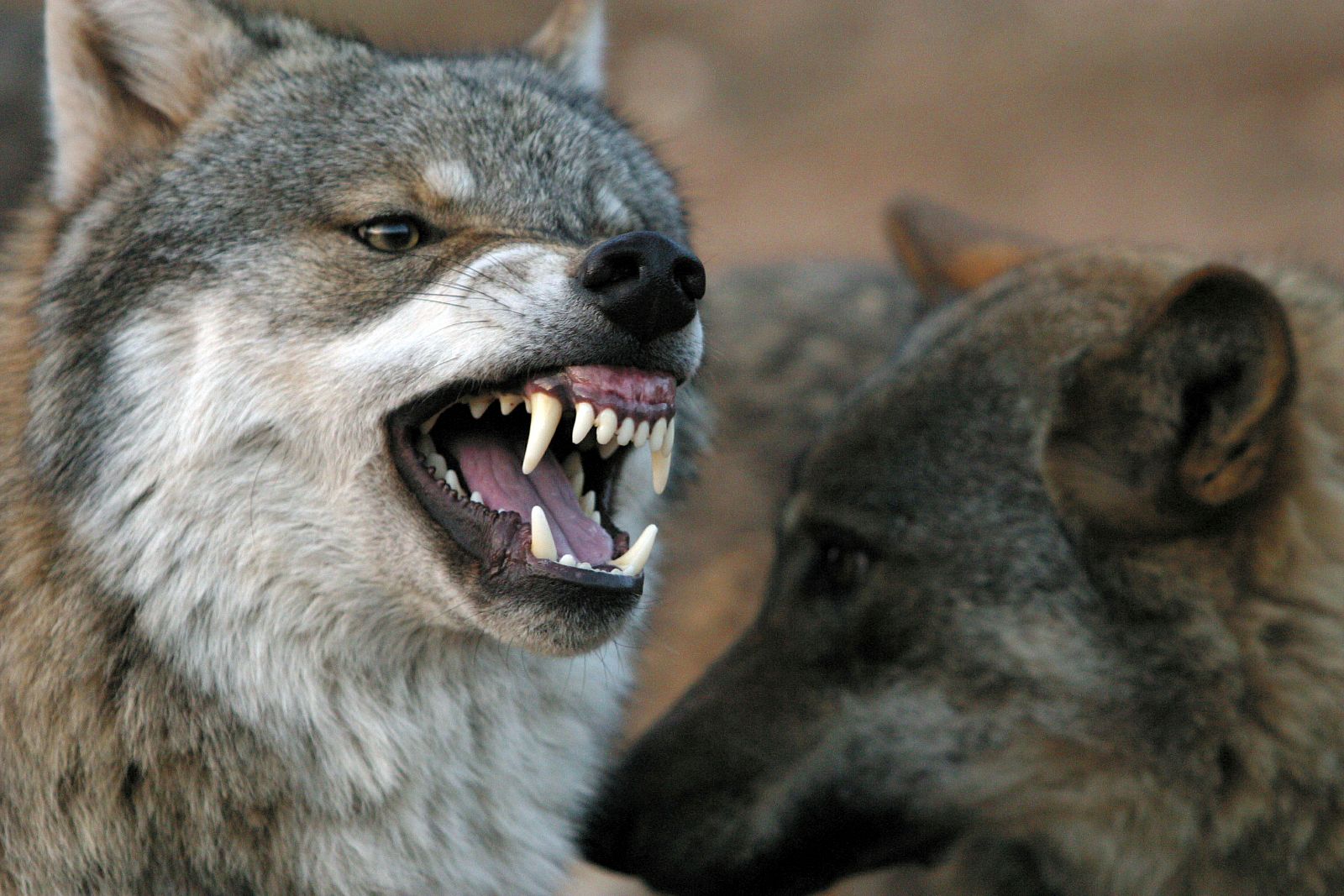 Un lobo ibérico, en una imagen de archivo