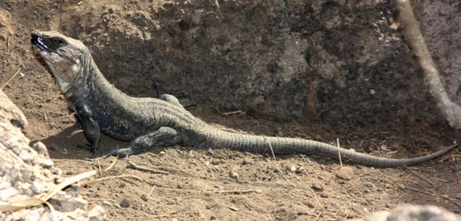 Ejemplar de lagarto gigante gomero en uno de los terrarios del Centro de Recuperación del Lagarto Gigante, ubicado en Valle Gran Rey.