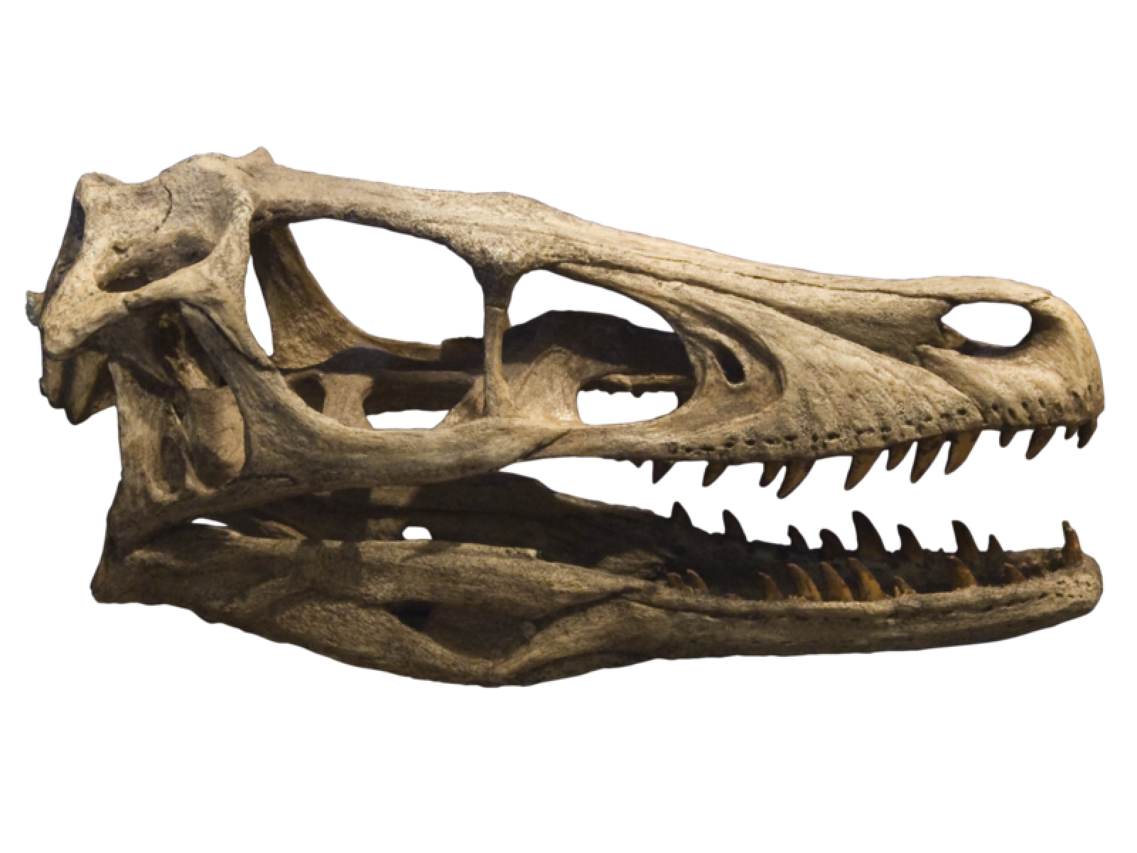 El velociraptor vivió hace 100 millones de años en época del Jurasico