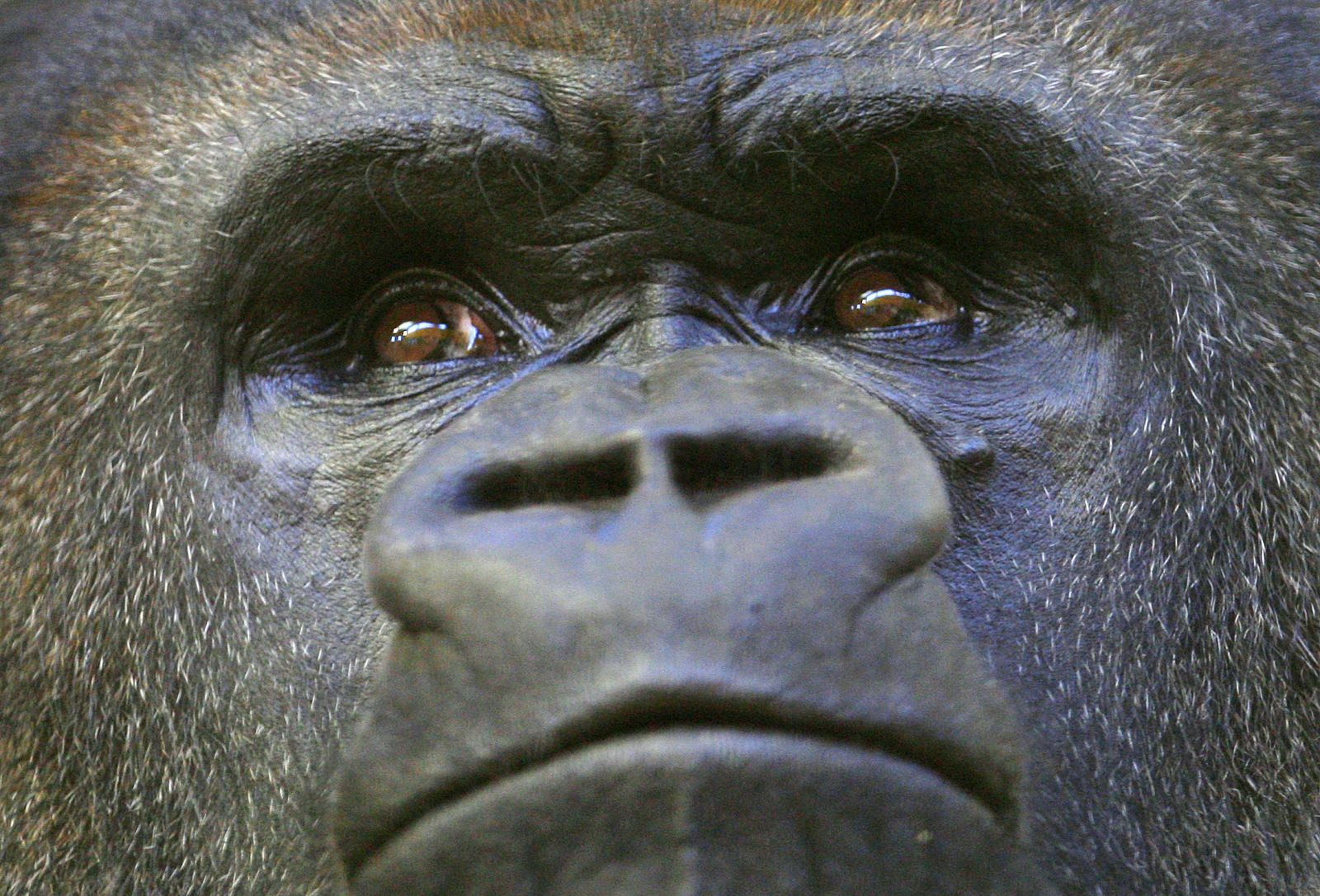 La endogamia ha hecho desaparecer variantes genéticas nocivas en los gorilas de montaña