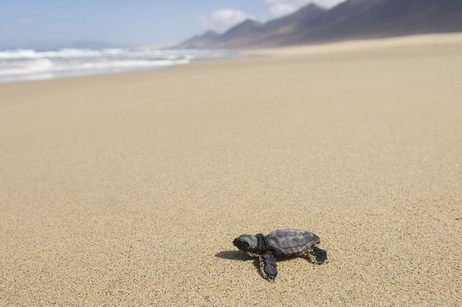 Una de las tortugas nacidas en Fuerteventura