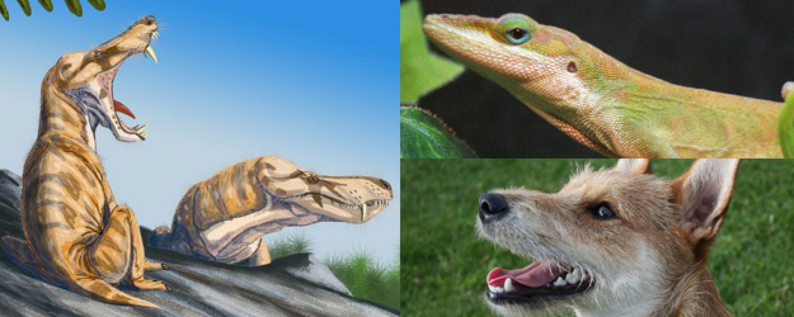 Los reptiles y los mamíferos se separaron hace unos 310 millones de años. En la imagen: a la izquierda un terápsido, origen de los mamíferos; a la derecha arriba, un lagarto analis verde; y abajo, un perro.