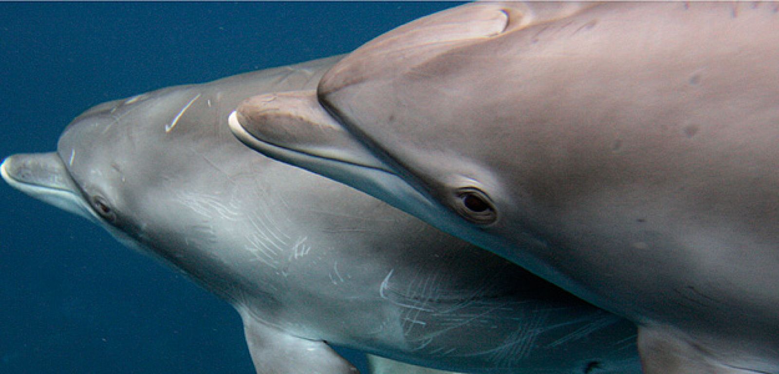 Una pareja de delfines salvajes nadan en el mar de Japón.