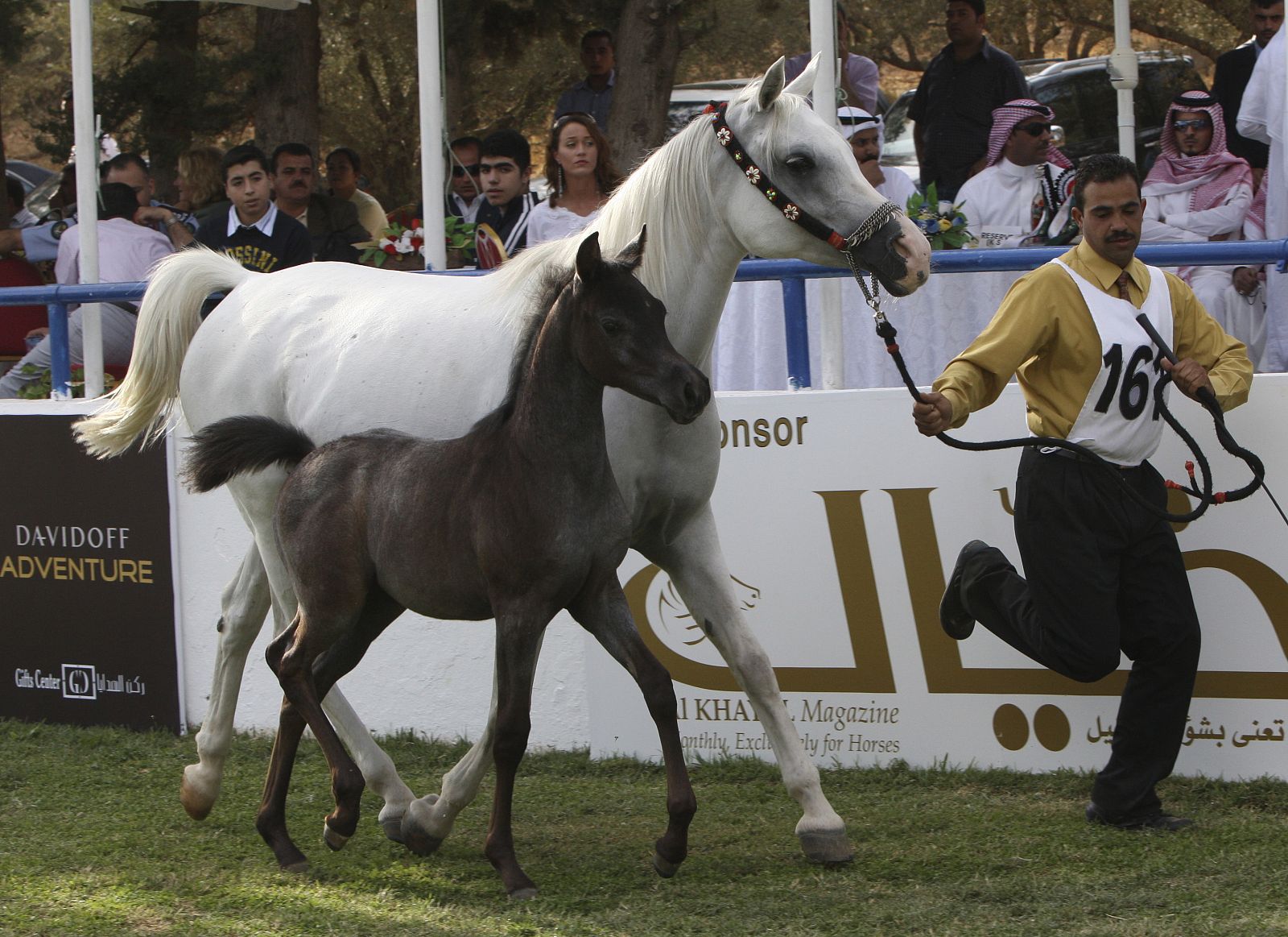 A handler runs with Arabian fillies Jawaher Al Mohamadia and her mother Bellagio RCA, in Amman