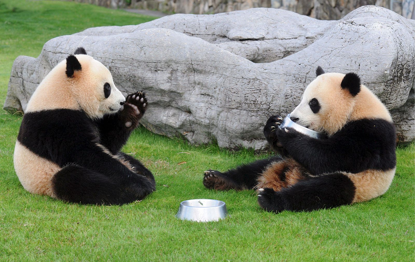 Dos osos panda en un zoo de Japón