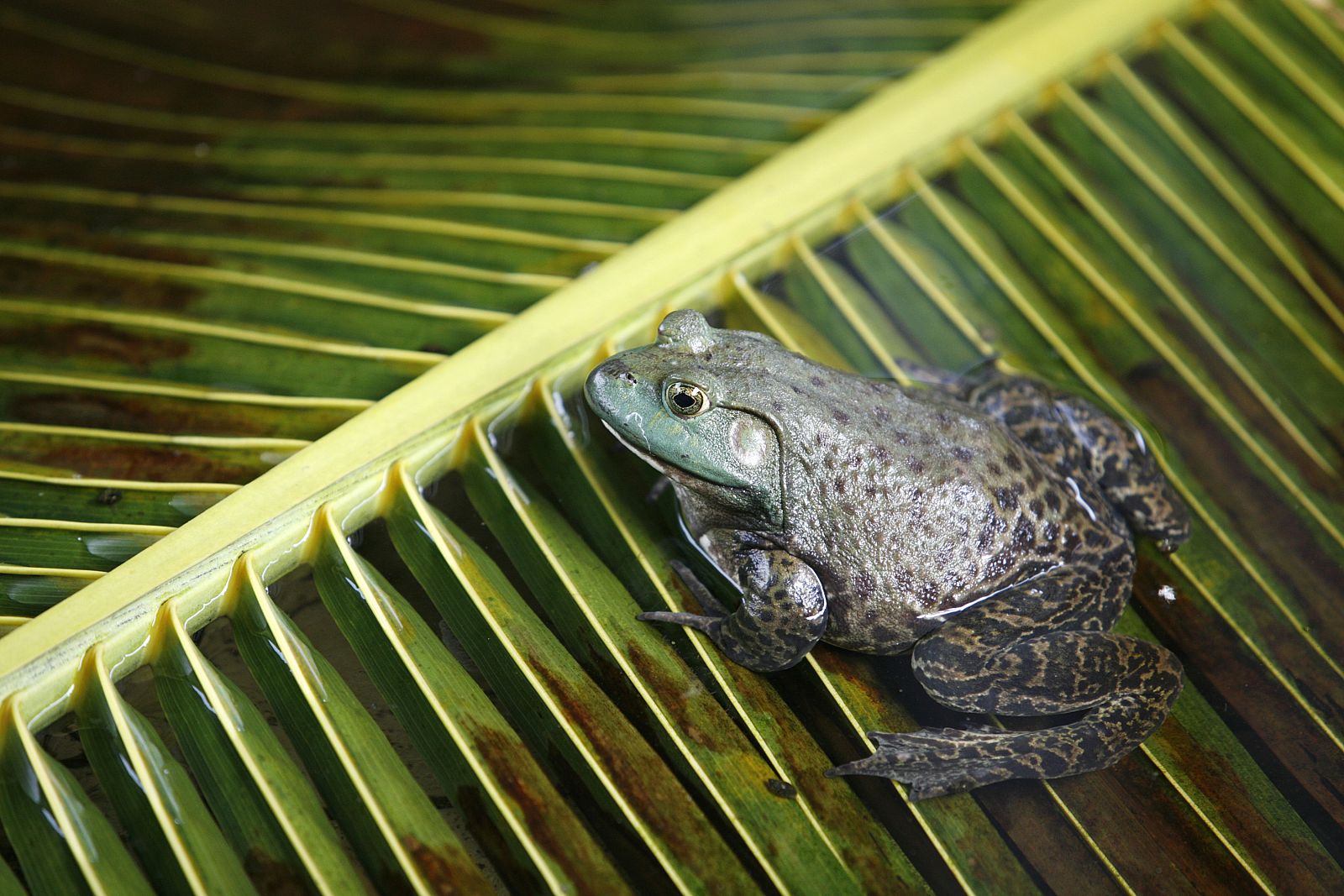 Indonesia es el principal exportador de ranas del mundo.