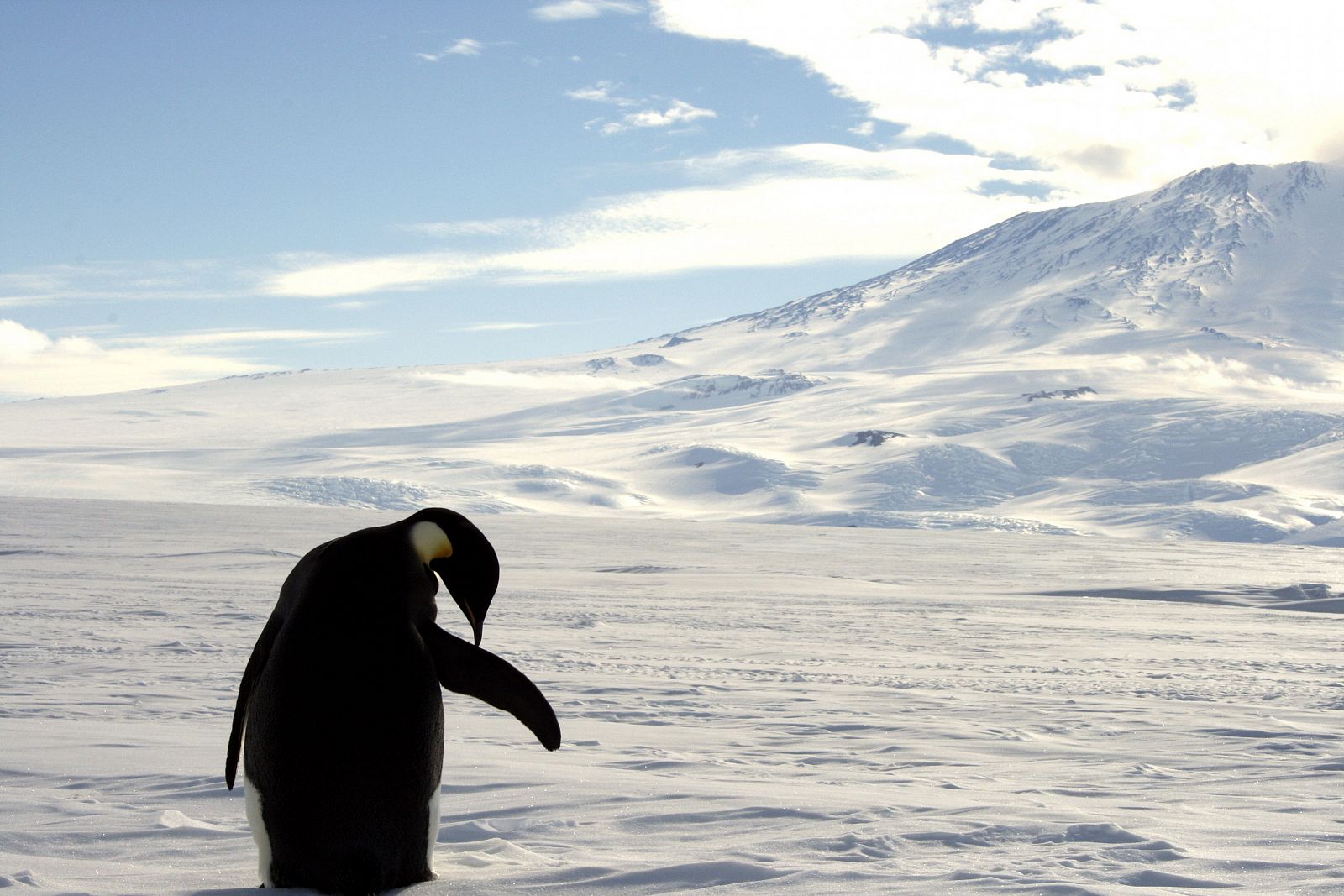 Un pingüino emperador de la Antártida